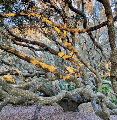 A chaos of limbs in the morning light on Cumberland Island, Georgia, USA