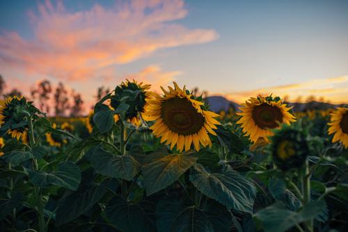 Sunflowers