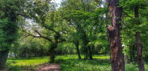 Green indeed in Bucharest