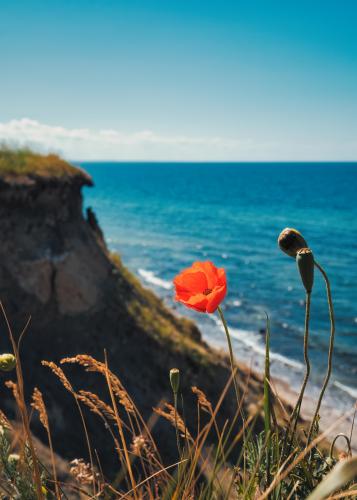 Poppy by the Baltic Sea, Germany