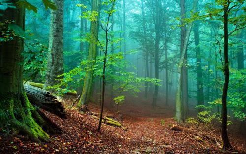 Forest, Mist, leaves