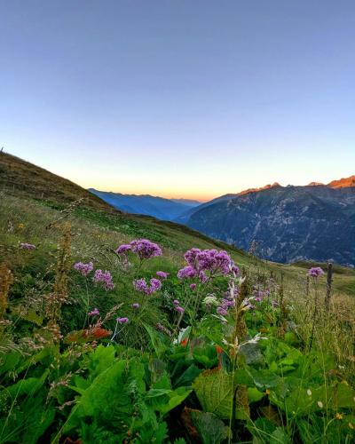 Sunrise on a alpine pasture