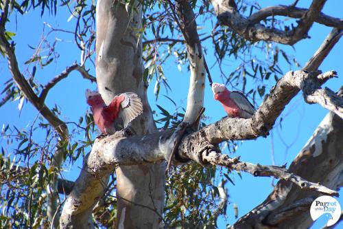 Pair of galahs, Wyperfeld National Park, Victoria, Australia