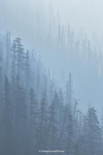 Trees in a smokey North Cascade National Park   @alwayslocalphotos