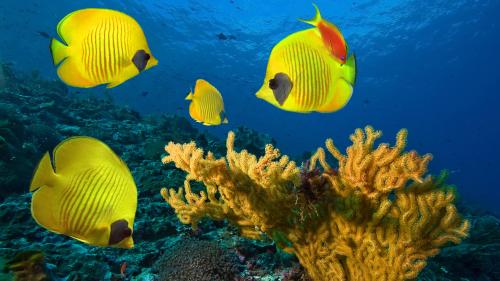 Butterfly Fish Mac Wallpaper