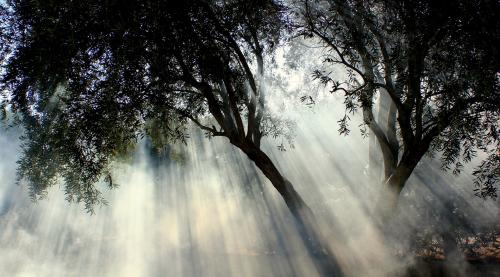 Foggy Olive Tree