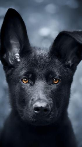 Black Puppy, German Shepherd -