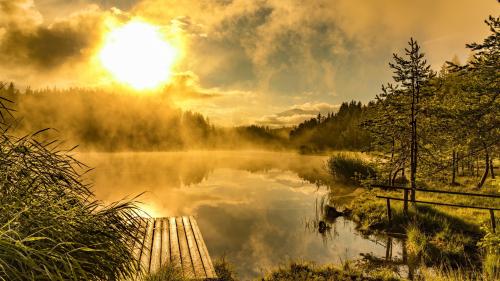 Foggy forest view at sunrise