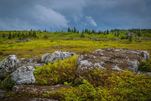 Huckleberry meadow in the West Virginia Highlands, USA
