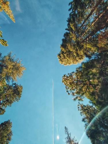 Plane slicing redwood road captured through sunroof.