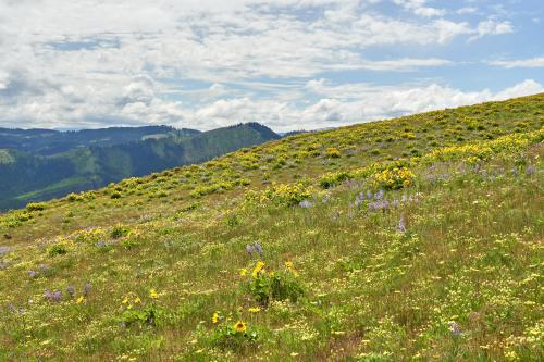 A Dream of Spring, in the Columbia River Gorge, WA.