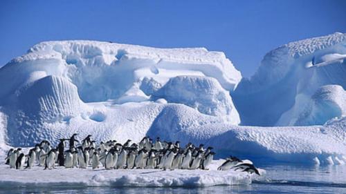 Greenland Penguins