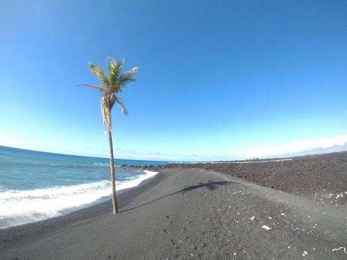 This lonely palm tree on a black sand beach in Hawaii