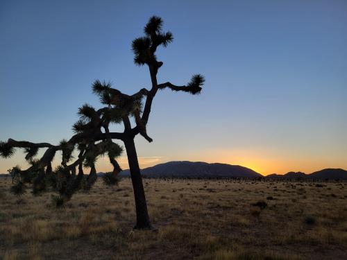 Joshua Tree National Park, CA, USA