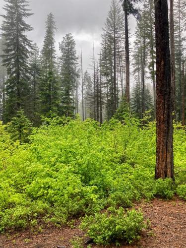 Misty Morning, Wenatchee National Forest