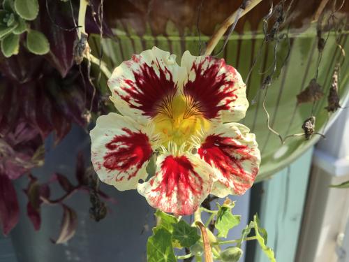 orchid cream nasturtium - tropaeolum majus [8mp] oc