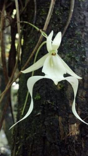 Ghost Orchid , very rare - FL and Cuba