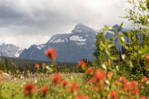 Mt Christie, from the side of the Icefields Parkway, Jasper