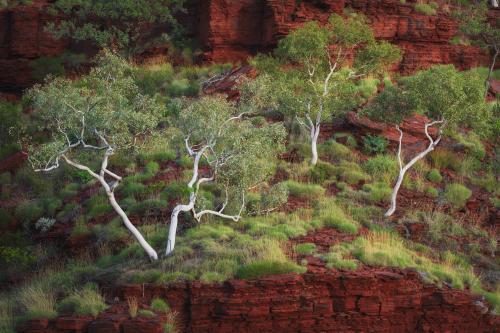 Ghost gum trees in outback Australia