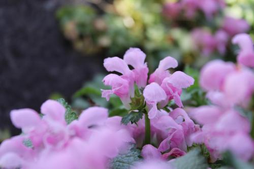Spotted dead nettle