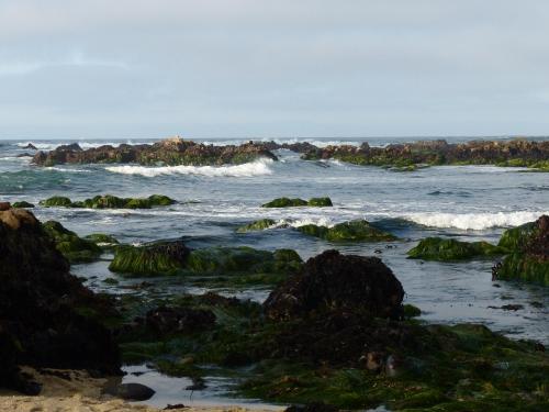 A bit of green near Pacific Grove, California