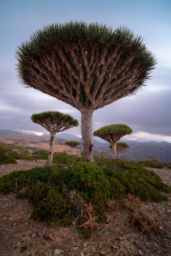 Socotrian dragonblood trees on a overcast morning