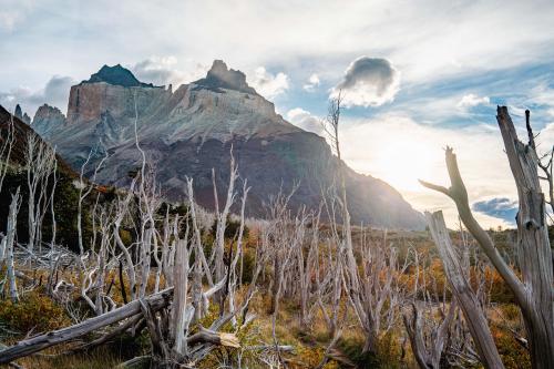 The dead forests of Chilean Pataonia - Torres del Paine