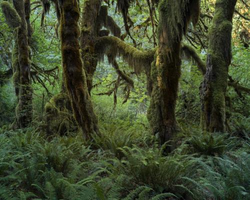 Hall of Mosses, Hoh Rainforest, Olympic National Park.