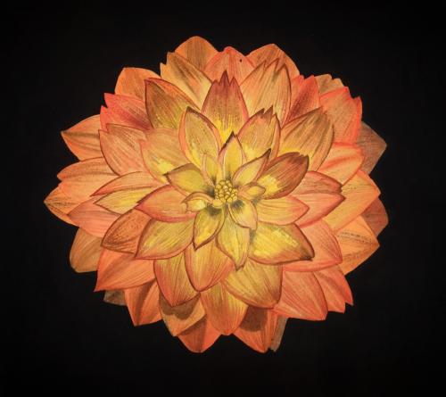 I painted a watercolor dahlia!