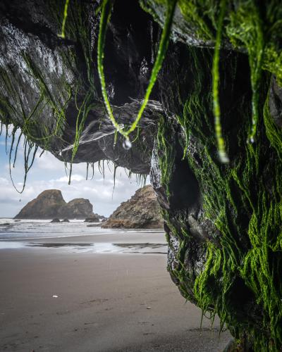 Slimy strands of moss dripping with jewel-like drops of water. Houda Pt. Beach south of Trinidad, California