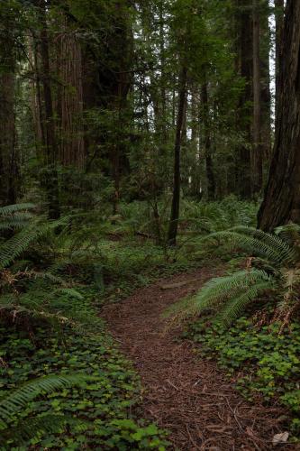 Peaceful path through the lush forest. Redwoods National Park, California.