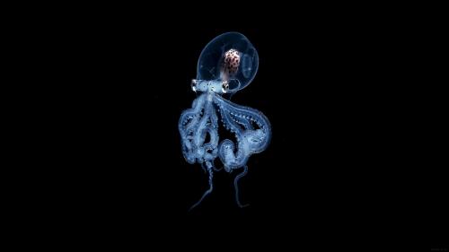 yung-sen wu - Transparent Octopus