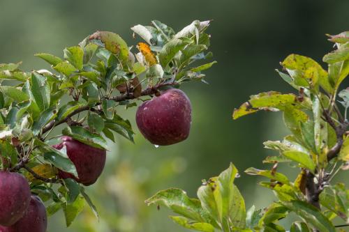 Apple Fruit Tree Green Close Up Nature Red Apple