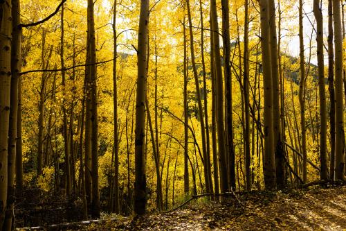 Aspens, Gold Creek Gulch, Colorado