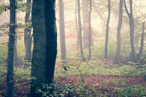 Enchanted autumn forest. Maribor, Slovenia