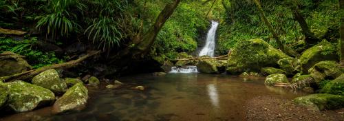 Panoramic Rainforest Scene - Lamington National Park, Australia
