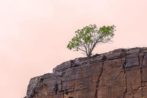 A tree on a cliff, from the surrounding areas of Hällekis, Sweden