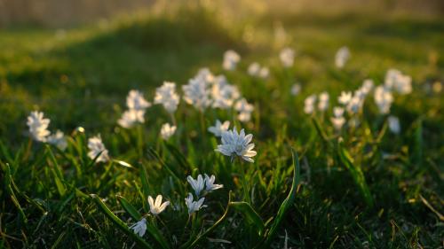 Field of Spring Flowers at Sunset