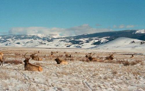 Elk laying down , Jackson hole Wy,