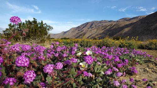 Anza-Borrego Desert State Park, California