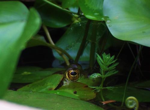 Hidden frog, VA