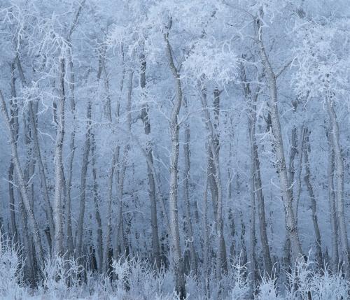 Winter Frost, Alberta, Canada.