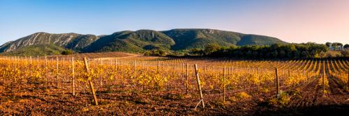 Panorama of Vineyards in Arrábida Park near Setúbal