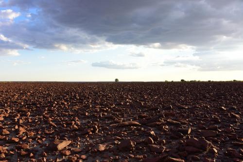 A mopane tree stands by itself on top of the rocky Etendeka plateau - Namibia