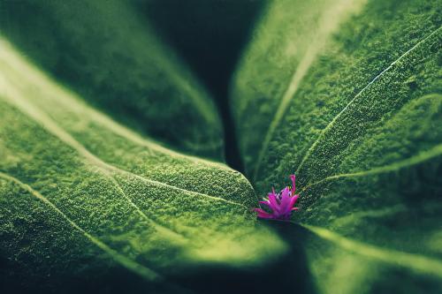 A purple flower on a leaf