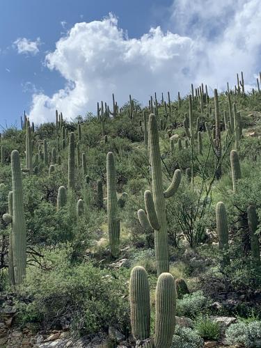 Saguaro Cactus, Mount Lemmon Arizona [] 
