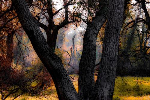 A lone tree, through a lone tree in Angeles National Forest