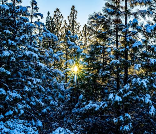 Sun peeking through the trees Pinecrest, CA