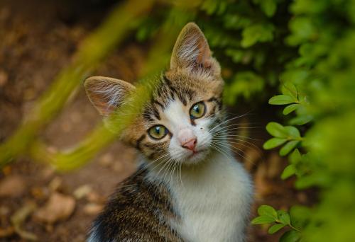 Portrait of Baby Cat