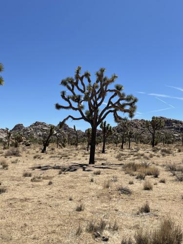 Joshua Tree